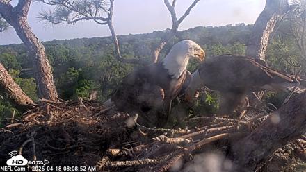 NE Florida Eagles Live Webcam - Apr 18, 2026, 8:09am EDT