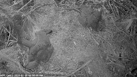 NE Florida Eagles Live Webcam - Jan 25, 2026, 9:06pm EST
