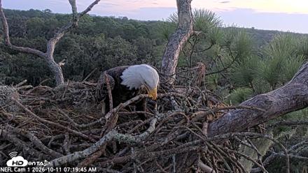 NE Florida Eagles Live Webcam - Oct 11, 2026, 7:20am EDT
