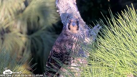 NE Florida Eagles Live Webcam - Oct 14, 2026, 9:23am EDT