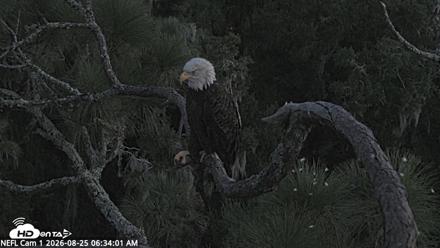 NE Florida Eagles Live Webcam - Aug 25, 2026, 6:35am EDT