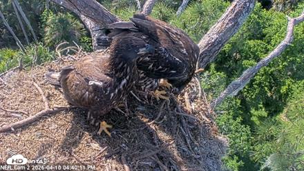 NE Florida Eagles Live Webcam - Apr 10, 2026, 4:40pm EDT
