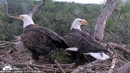 NE Florida Eagles Live Webcam - Sep 24, 2026, 7:14am EDT