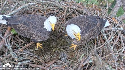 NE Florida Eagles Live Webcam - Oct 9, 2026, 12:07pm EDT