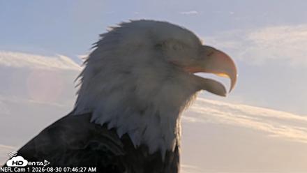 NE Florida Eagles Live Webcam - Aug 30, 2026, 7:47am EDT