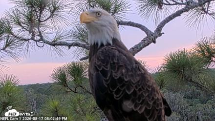 NE Florida Eagles Live Webcam - Aug 17, 2026, 8:03pm EDT
