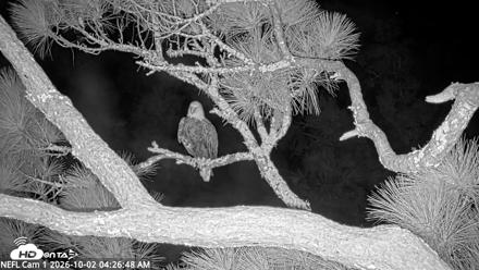 NE Florida Eagles Live Webcam - Oct 2, 2026, 4:27am EDT