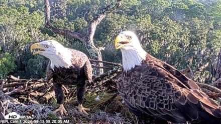 NE Florida Eagles Live Webcam - Sep 13, 2026, 8:20am EDT