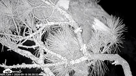 NE Florida Eagles Live Webcam - Sep 16, 2026, 6:31am EDT