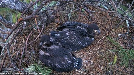 NE Florida Eagles Live Webcam - Feb 16, 2026, 6:47am EST
