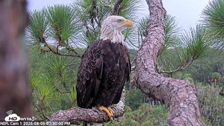 NE Florida Eagles Live Webcam - Aug 6, 2026, 7:30pm EDT