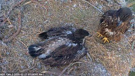 NE Florida Eagles Live Webcam - Feb 27, 2026, 7:14am EST