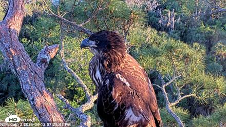NE Florida Eagles Live Webcam - Apr 12, 2026, 7:26pm EDT