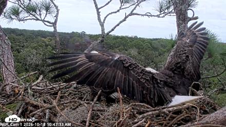 NE Florida Eagles Live Webcam - Oct 18, 2026, 10:48am EDT