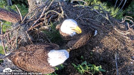 NE Florida Eagles Live Webcam - Apr 18, 2026, 8:10am EDT
