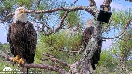 NE Florida Eagles Live Webcam - Sep 4, 2026, 10:35am EDT
