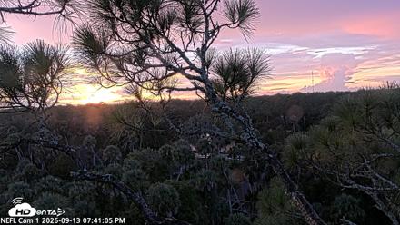NE Florida Eagles Live Webcam - Sep 13, 2026, 7:42pm EDT