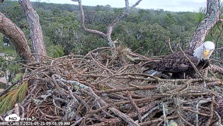 NE Florida Eagles Live Webcam - Sep 25, 2026, 9:09am EDT
