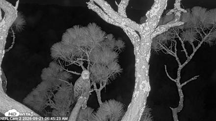 NE Florida Eagles Live Webcam - Sep 21, 2026, 6:46am EDT