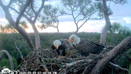 NE Florida Eagles Live Webcam - Sep 9, 2026, 7:41pm EDT