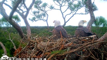NE Florida Eagles Live Webcam - Oct 18, 2026, 10:51am EDT