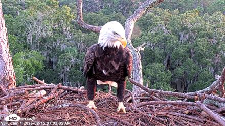 NE Florida Eagles Live Webcam - Aug 15, 2026, 7:02am EDT