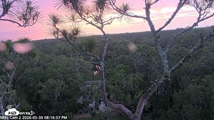 NE Florida Eagles Live Webcam - May 30, 2026, 8:17pm EDT