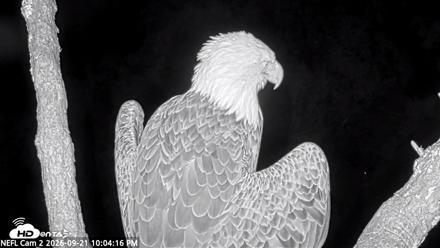 NE Florida Eagles Live Webcam - Sep 21, 2026, 10:05pm EDT