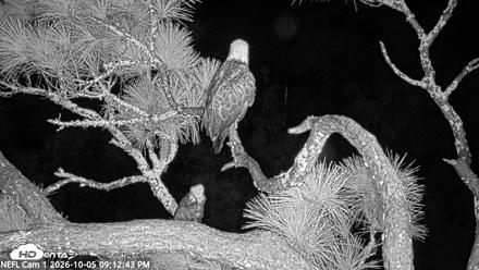 NE Florida Eagles Live Webcam - Oct 5, 2026, 9:13pm EDT