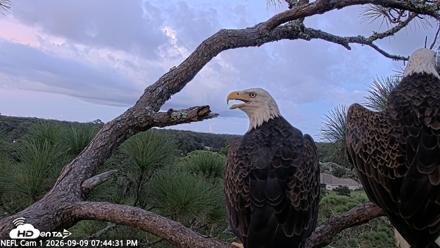 NE Florida Eagles Live Webcam - Sep 9, 2026, 7:45pm EDT