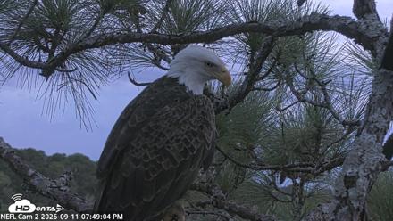 NE Florida Eagles Live Webcam - Sep 11, 2026, 7:49pm EDT