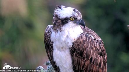 NE Florida Eagles Live Webcam - Aug 4, 2026, 6:48am EDT