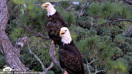 NE Florida Eagles Live Webcam - Sep 9, 2026, 7:46pm EDT