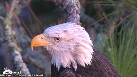 NE Florida Eagles Live Webcam - Aug 11, 2026, 6:34am EDT