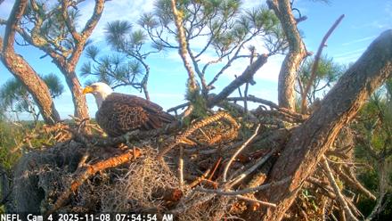 NE Florida Eagles Live Webcam - Nov 8, 2025, 7:55am EST