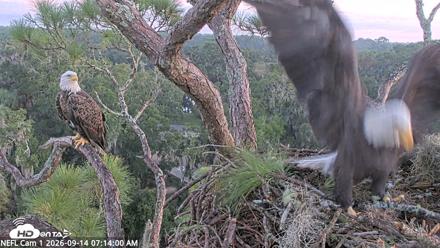 NE Florida Eagles Live Webcam - Sep 14, 2026, 7:15am EDT
