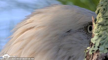 NE Florida Eagles Live Webcam - Sep 7, 2026, 8:08am EDT