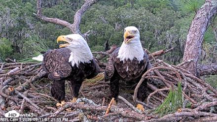 NE Florida Eagles Live Webcam - Sep 11, 2026, 7:22pm EDT