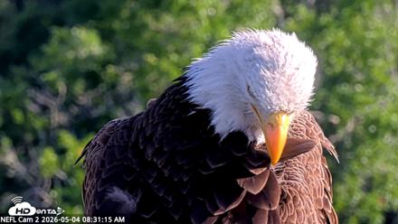 NE Florida Eagles Live Webcam - May 4, 2026, 8:32am EDT