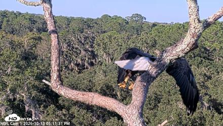 NE Florida Eagles Live Webcam - Oct 13, 2026, 5:12pm EDT