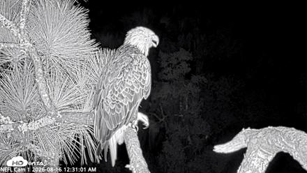 NE Florida Eagles Live Webcam - Aug 16, 2026, 12:32am EDT