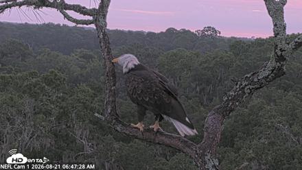 NE Florida Eagles Live Webcam - Aug 21, 2026, 6:48am EDT