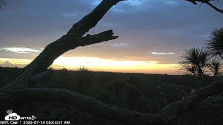 NE Florida Eagles Live Webcam - Jul 14, 2026, 6:05am EDT