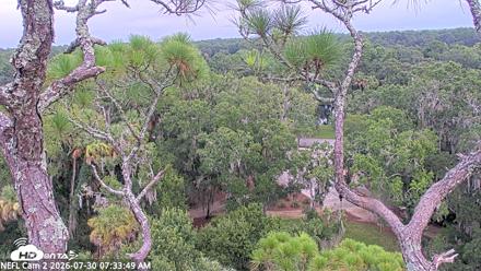 NE Florida Eagles Live Webcam - Jul 30, 2026, 7:35am EDT