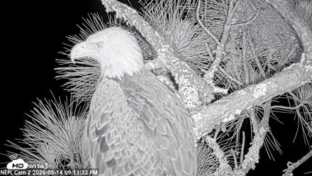 NE Florida Eagles Live Webcam - May 14, 2026, 9:14pm EDT