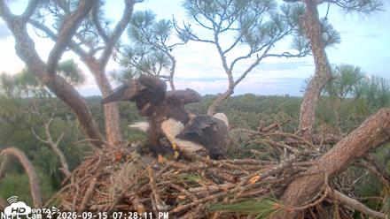 NE Florida Eagles Live Webcam - Sep 15, 2026, 7:29pm EDT