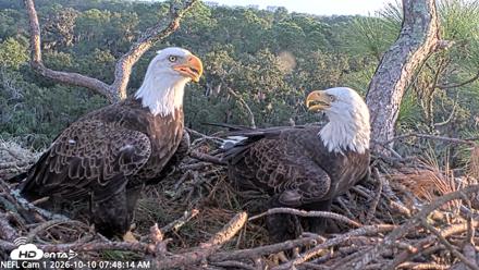 NE Florida Eagles Live Webcam - Oct 10, 2026, 7:49am EDT