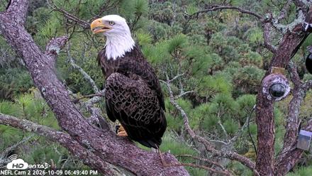 NE Florida Eagles Live Webcam - Oct 9, 2026, 6:50pm EDT