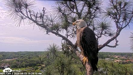 NE Florida Eagles Live Webcam - Apr 19, 2026, 10:29am EDT