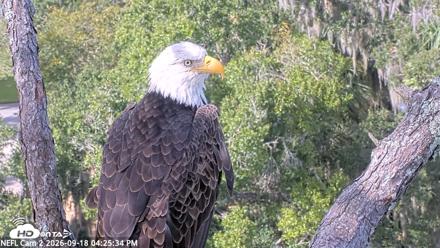 NE Florida Eagles Live Webcam - Sep 18, 2026, 4:26pm EDT